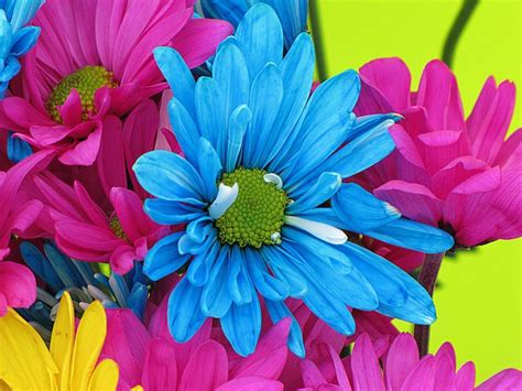 Free Stock Photo Of Colorful Daisy Flowers Download Free Images And