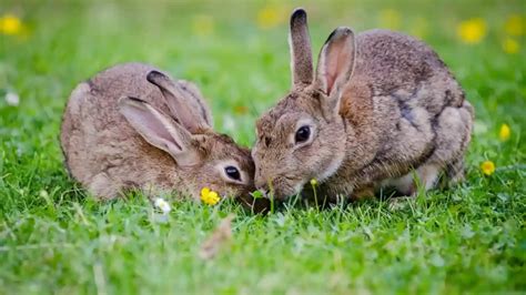 Can rabbits eat romaine lettuce? Shocking Facts and Myths - Pets Love Guide