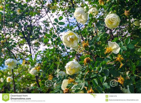 Delicati ed eleganti, sono perfetti per il giardino e per il balcone. Frammento Dell'arbusto Fertile Della Rosa Canina ...