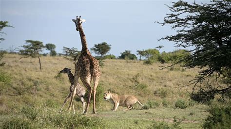 Intense Battle Between Lioness And Giraffe Over Her Newborn Baby