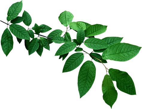 Leaves Branch Png
