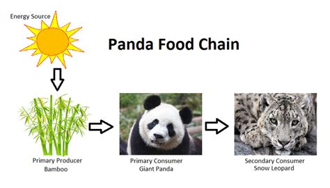 アルバム 普及 スーダン Giant Panda Food Chain Intecsysjp