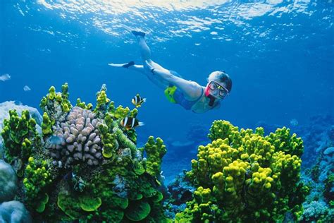 2023 Full Day Snorkel In The Great Barrier Reef
