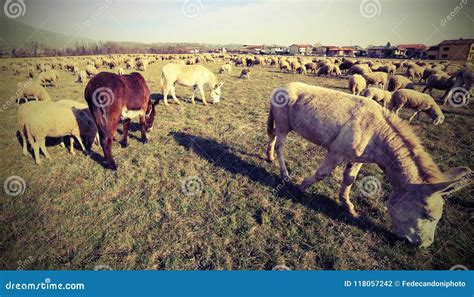 Donkeys Grazing With The Flock Of Sheep Photographed Stock Photo
