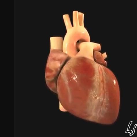 Human Heart Gif Images Creepy Heart Human Heart Gif On Gifer