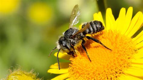Pesticides Blamed For Dramatic Decline In Number Of Wild Bees News