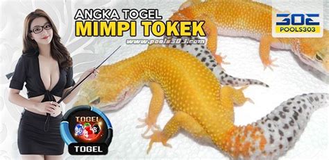 tokek togel 2d