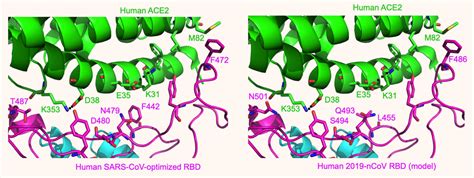 Biểu đồ lây nhiễm tại việt nam. Study: 2019-nCoV Coronavirus Receptors Show Similarities ...