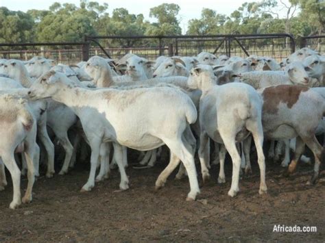 Pure Breed Boer Goat And Sheep`s For Sale Pretoria Gauteng Photo 2