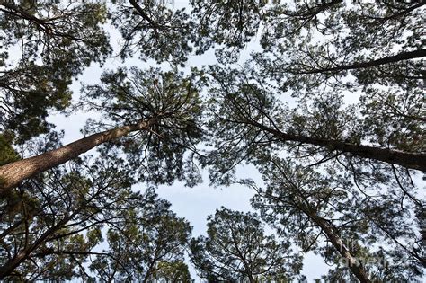 Loblolly Pine Forest Canopy Photograph By Greg Dimijian Fine Art America