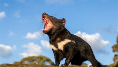 Tasmanian Devils Are Back On Australias Mainland For The First Time In