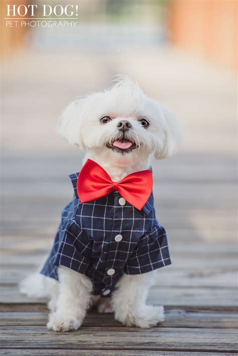 Missing, lost & found all motors for sale property jobs services community pets. Charlie & Lola the Maltese | Orlando Pet Photography - Hot ...