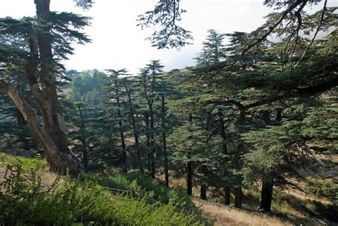 Please also be aware that you may see certain words or descriptions in this catalogue which reflect the author's attitude or that of the period in which the item was created and may now be considered offensive. Cedar Forest, Lebanon | The famous thousand year old Cedar ...