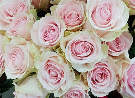 White Roses With Pink Center Tender Bouquet Stock Photo Image Of
