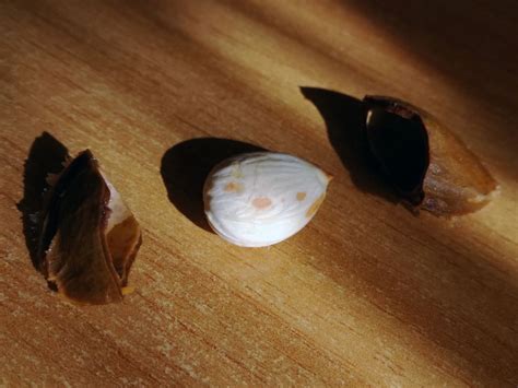 Are Apricot Pits Bad For Dogs