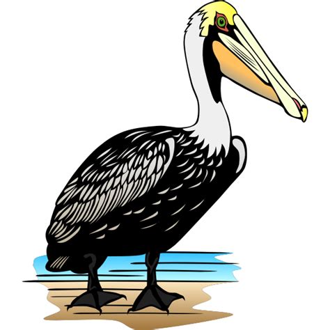 Pelican Bird Vector Image Free Svg