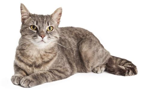 These cats have mixed ancestry, which can vary from cat they typically groom themselves well and have short to medium length hair. Fascinating Facts About Domestic Shorthair Cats - Cat Appy