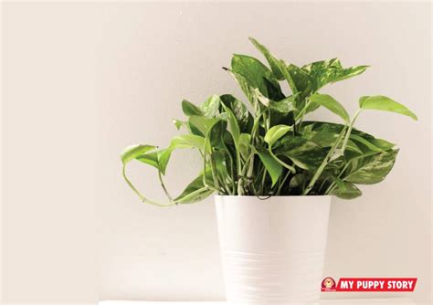 25 House Plants which are Poisonous to Dogs | House plants ...