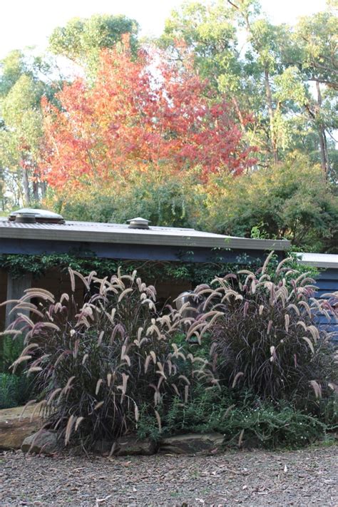 Purple fountain grass pennisetum species advena rubrum is one of the most popular types of weeping ornamental grass used by gardeners in australia. purple fountain grass | Fountain grass, Garden, Grass