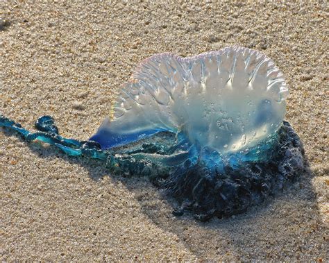 Grounded Portuguese Man Of War Photograph By Scott And Rebecca Rothney