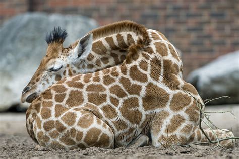 Giraffe Sleeping In A Cute Position I Found Really Cute Th Flickr