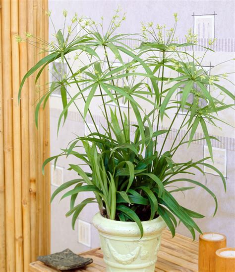 Die schnell wachsende pflanze ist leicht zu pflegen und zu vermehren. Zyperngras Green Gold: Top-Zimmerpflanzen | BALDUR-Garten