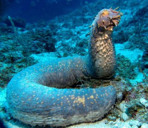 Rhamphotheca Giant Sea Cucumber Eats With Its Anus By Carrie Roberts Lab