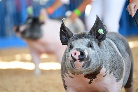 Pigs Cal Expo And State Fair