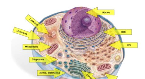 Células Eucariontes O Que São Onde Se Encontra E Funções