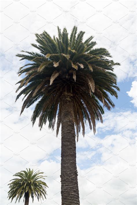 Large Queen Palm Tree In New Zealand Nature Stock Photos Creative