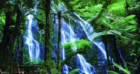 A Luxury Guided Tour Of The Rain Forest In New Zealand Exclusive Travel