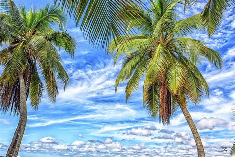 Palm Trees In South Florida Photograph By Gestalt Imagery Fine Art