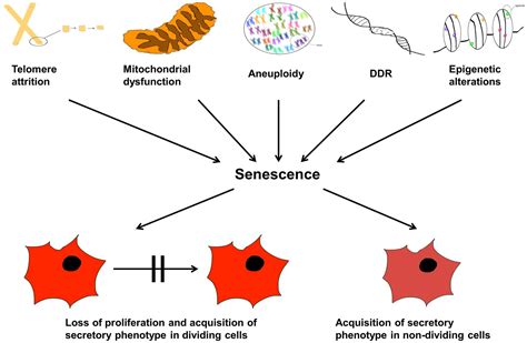 Frontiers Cellular Senescence As The Causal Nexus Of Aging