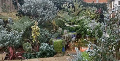 Tropical Plants You Can Use To Create A Uk Hardy Exotic Paradise