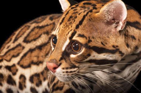 The Beautiful Ocelot Leopardus Pardalis Is A Medium Sized Wild Cat