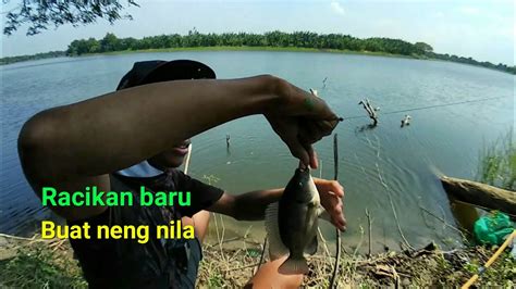 Umpan Jitu Untuk Mancing Ikan Nila Besar Hobi Mancing