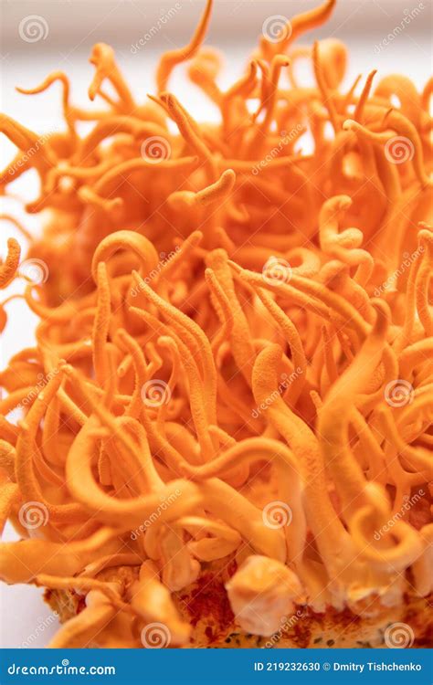 Cordyceps Militaris Mushroom Vertical Shot Cordyceps Fresh Fungi For