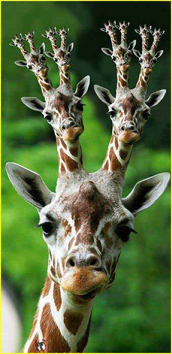Funny Giraffe Picture For Friendster