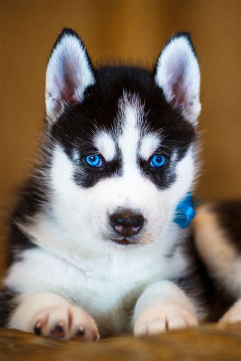 Siberian Husky Puppy With Beautiful Blue Eyes Siberianhusky Puppies