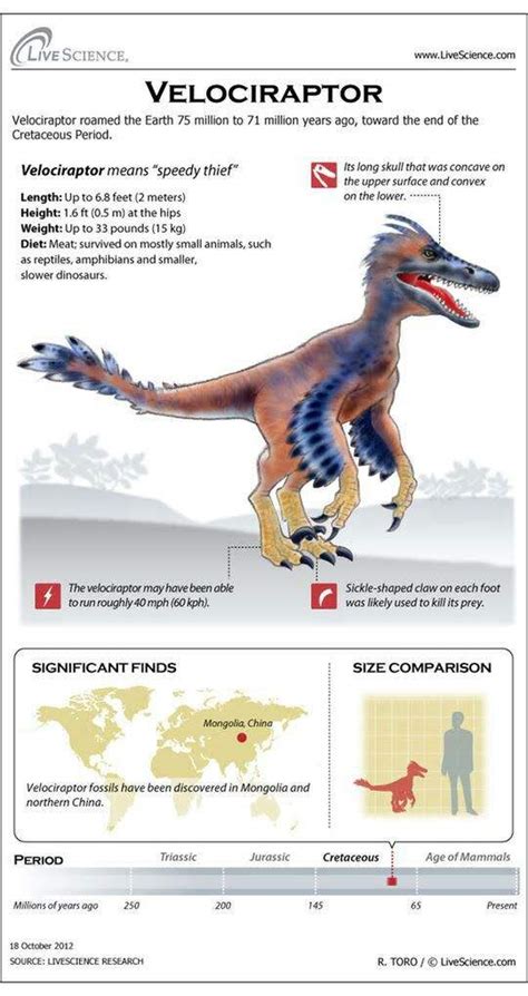 Que Come El Velociraptor 2020 Donde Vive Como Nace