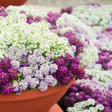 9 Of The Best Smelling Flowers That Belong In Your Garden Birds And