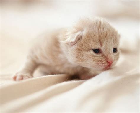 12 Days Old Vincent Newborn Kittens Super Cute Animals Kitten Images