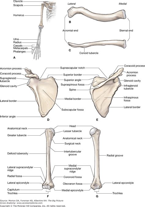 Chapter 29 Overview Of The Upper Limb The Big Picture Gross Anatomy