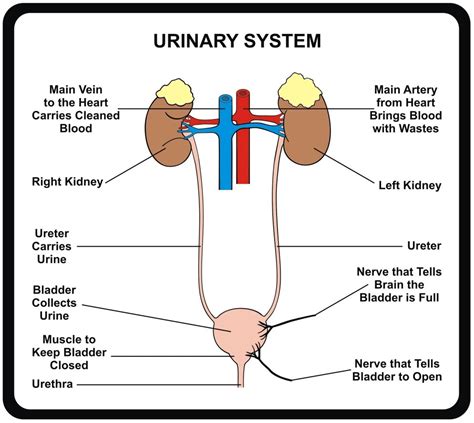 What Part Of The Kidney Attaches To The Ureter