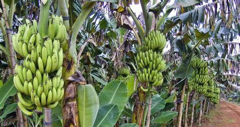 Maklumat tentang cara tanam pisang berangan ini diperolehi daripada pengurus ladang pisang yang menjaga ladang pisang berangan seluas 65 ekar di johor. Cara Jitu dan Ampuh Budidaya Pisang Hasil Panen Berlimpah