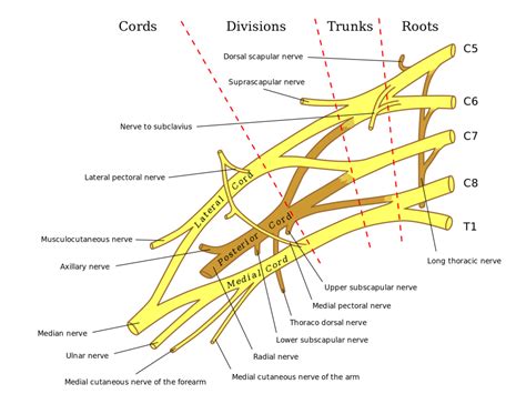 Median Nerve Physiopedia