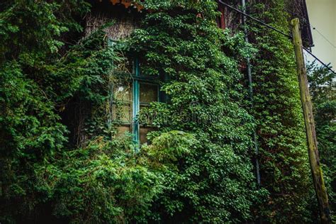 Abandoned Building Overgrown With Ivy Green Vegetation Nature Forest