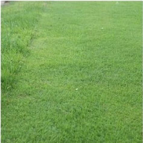 Long Drive Drought Tolerant Grass Seed Mix From £11580