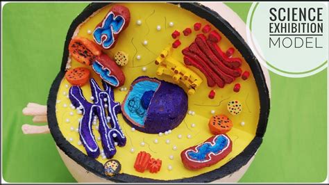 Can you give me a easy model of human and animal cell but please as soon as possible and please l want a video that i can make by clay. How to Make an Animal Cell Model 3D Project for Science ...