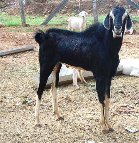 Goat Farming In Tamilnadu Modern Farming Methods